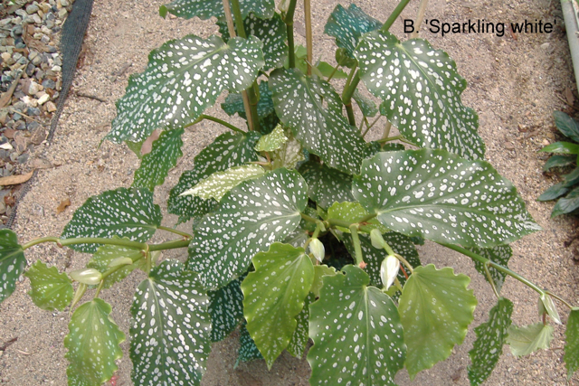 B. ‘Sparkling White’